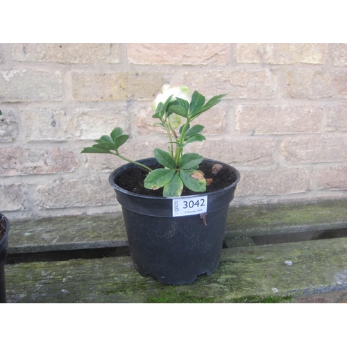3042 - A Helleborus Niger