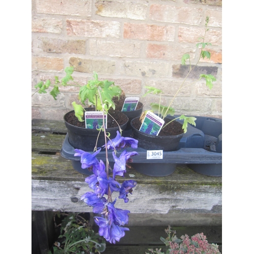3045 - 3 Delphinium 