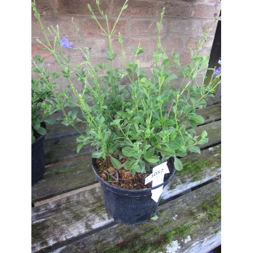 3052 - A Salvia 