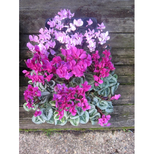 3060 - 10 mini Cyclamen