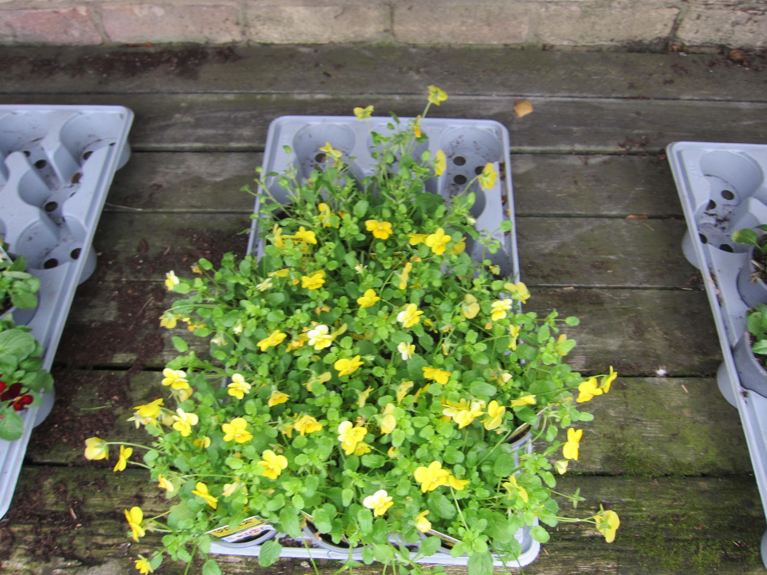 11 trailing Viola