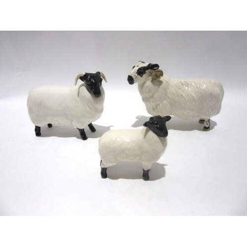 1852 - A Beswick Black-faced Ram, model no. 3071, Beswick Black-faced Sheep, model no. 1765 and Beswick Bla... 