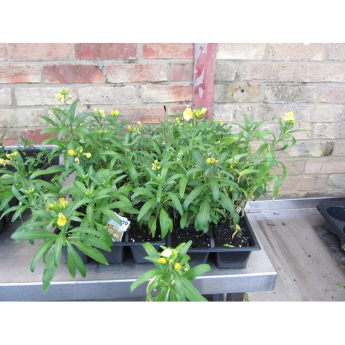 3009 - A quantity of Wallflowers 