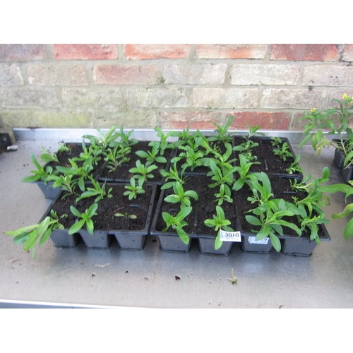 3010 - A quantity of Sweet Williams