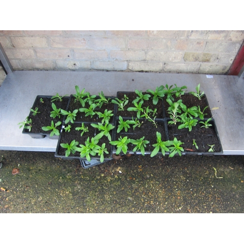 3011 - A quantity of Sweet Williams