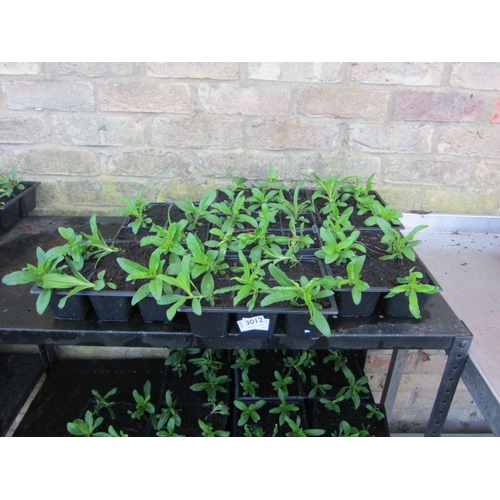 3012 - A quantity of Sweet Williams