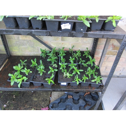 3013 - A quantity of Sweet Williams