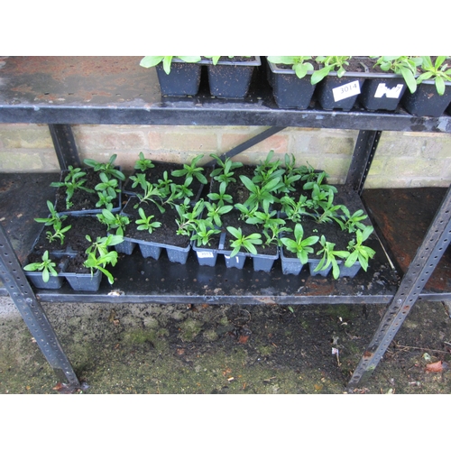 3015 - A quantity of Sweet Williams