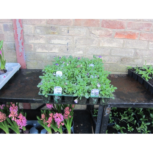 3016 - A quantity of Viola 