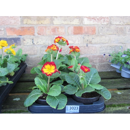 3023 - 10 Polyanthus