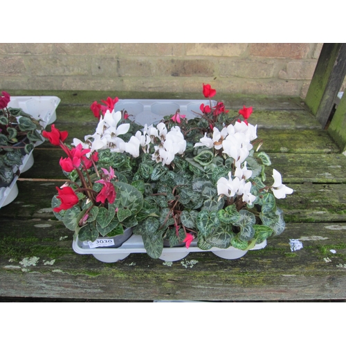 3030 - 9 Mini Cyclamen
