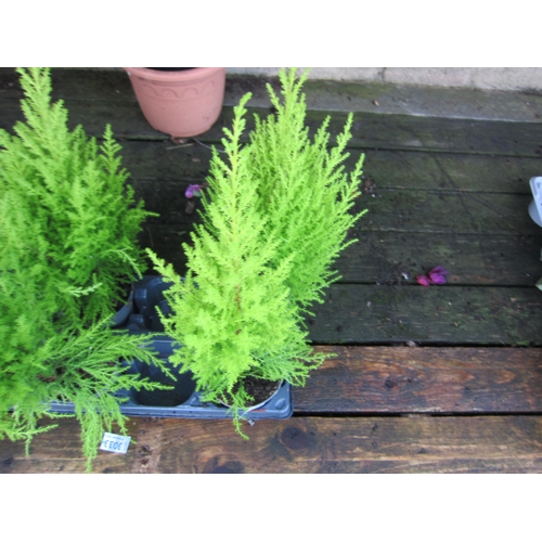 3032 - 2 Cupressus 