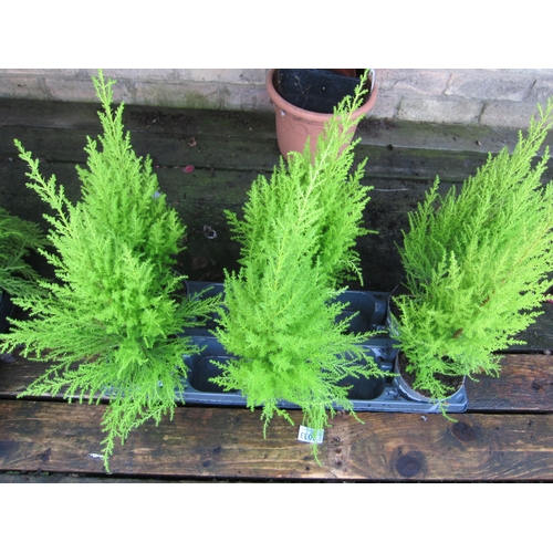 3033 - 2 Cupressus 