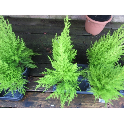 3034 - 2 Cupressus 