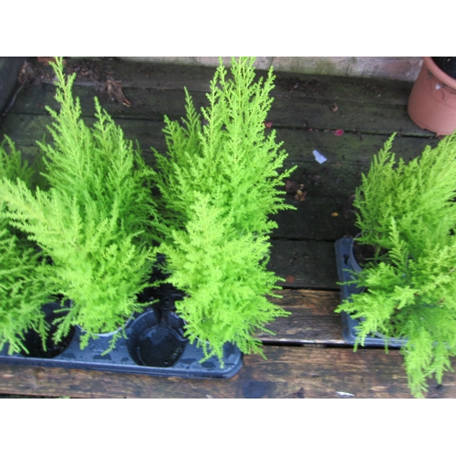 3035 - 2 Cupressus 