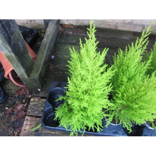 3037 - 2 Cupressus 