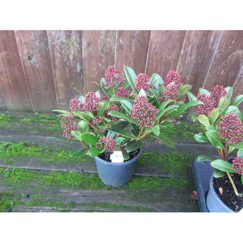 3042 - A Skimmia 