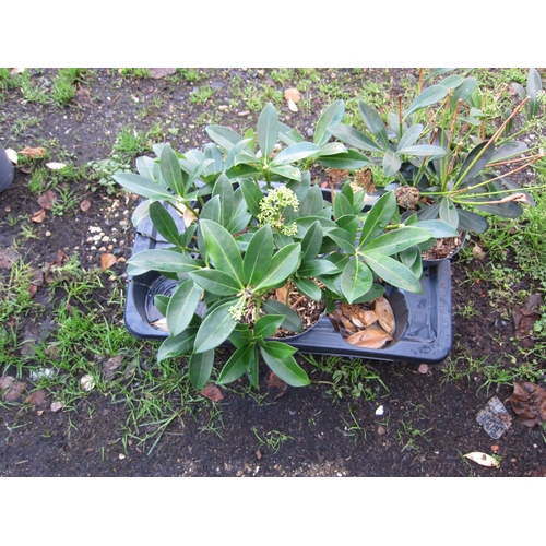 3045 - A green Skimmia