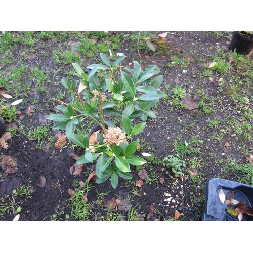 3046 - A green Skimmia