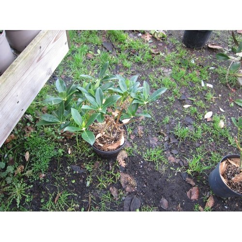 3047 - A green Skimmia