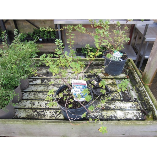 3056 - An Escallonia 