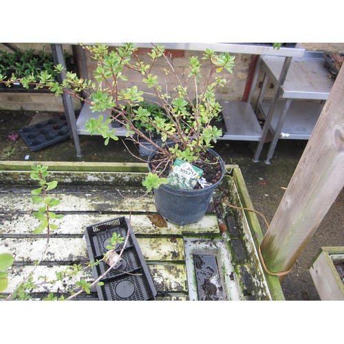 3057 - An Escallonia 