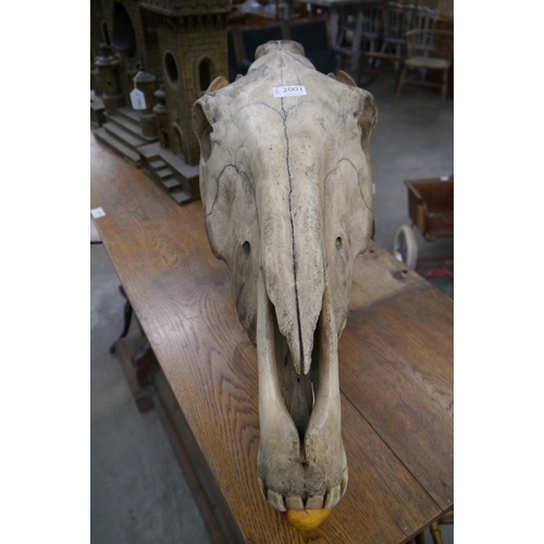 2001 - A Horse skull