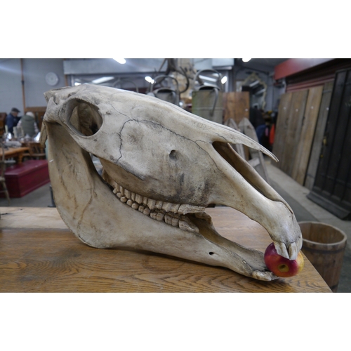 2001 - A Horse skull