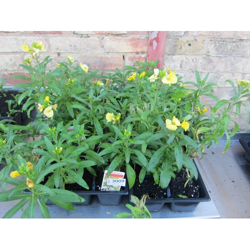 3009 - A quantity of Wallflowers 