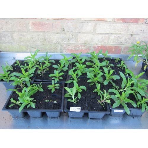 3010 - A quantity of Sweet Williams