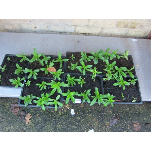 3011 - A quantity of Sweet Williams