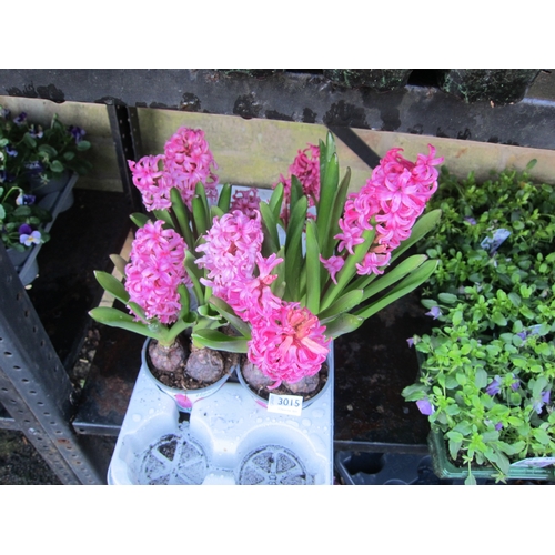 3015 - 3 pink Hyacinth