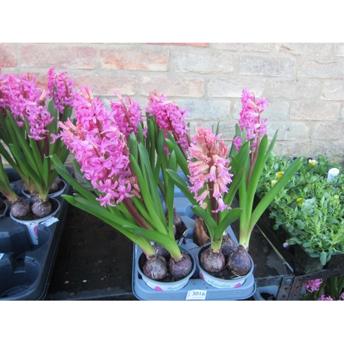 3016 - 3 pink Hyacinth