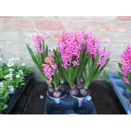 3017 - 3 pink Hyacinth