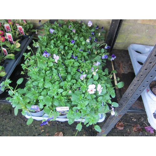 3018 - 18 trailing Viola