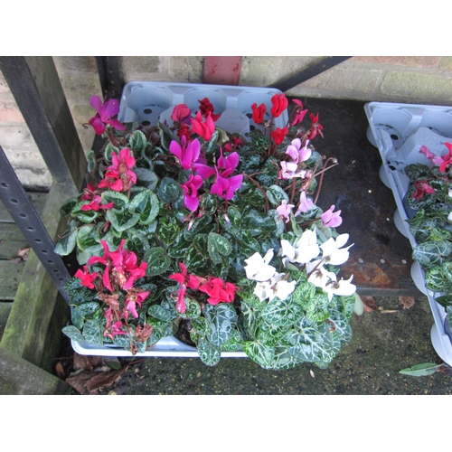 3024 - 9 mini Cyclamen