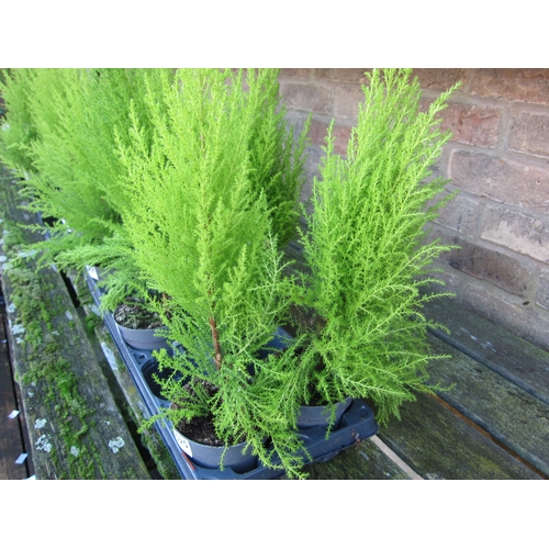 3025 - 2 Cupressus 