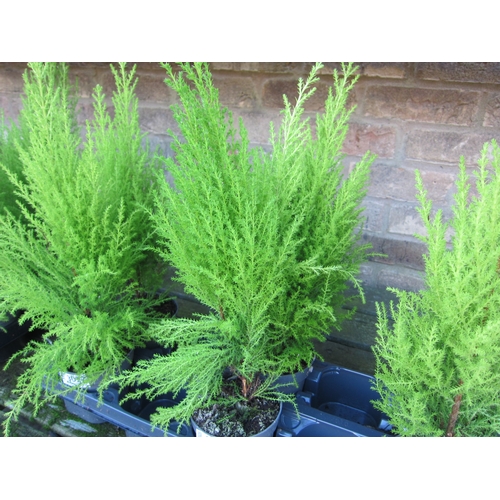 3026 - 2 Cupressus 