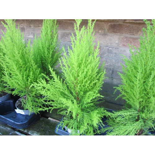 3027 - 2 Cupressus 