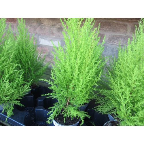3029 - 2 Cupressus 