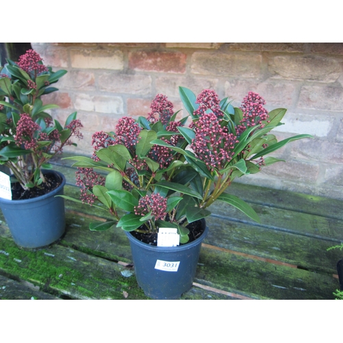 3031 - A Skimmia 