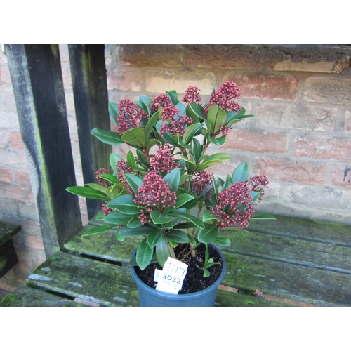 3032 - A Skimmia 