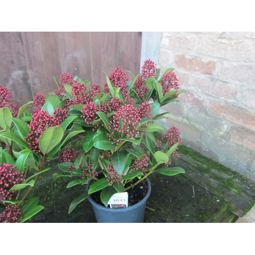 3033 - A Skimmia 
