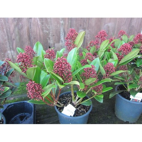 3034 - A Skimmia 
