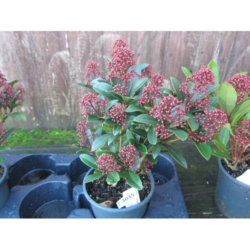 3035 - A Skimmia 