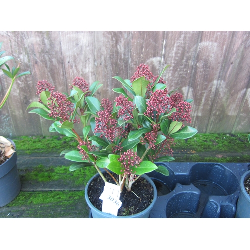 3036 - A Skimmia 