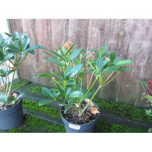 3037 - A green Skimmia