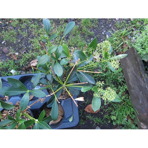 3039 - A green Skimmia