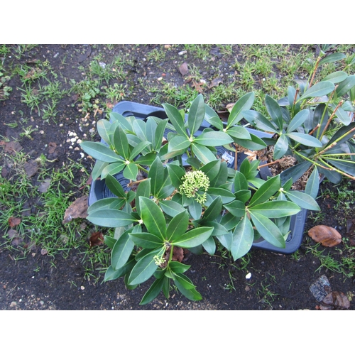 3040 - A green Skimmia