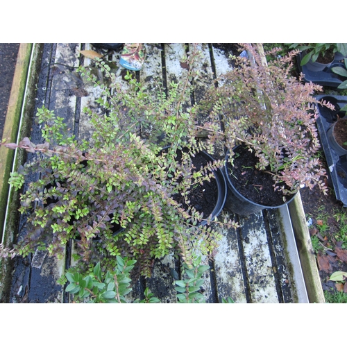 3043 - 3 Lonicera Nitida